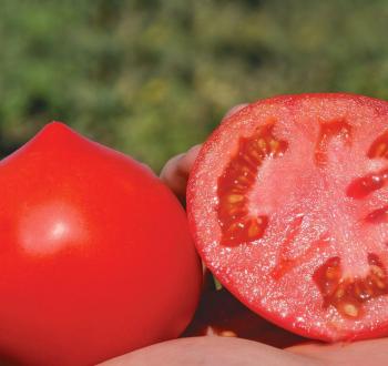 ПРИМО РЕД F1