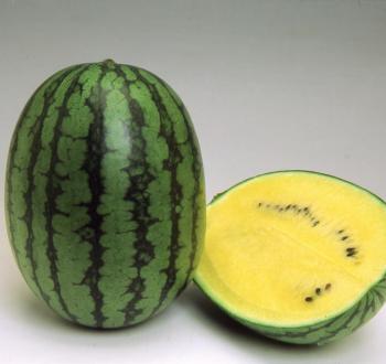 ГОЛДЕН ТАЙГЕР F1