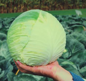 ЦЕНТУРИОН F1