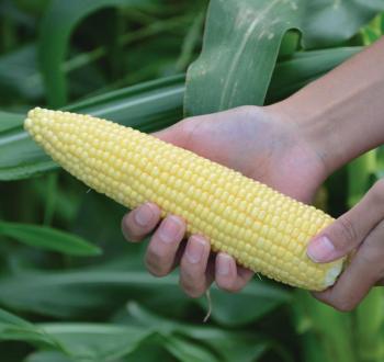 ГЕНЕРАТОР F1