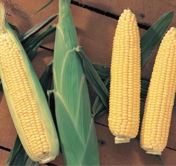 СЕНТИНЕЛЬ F1