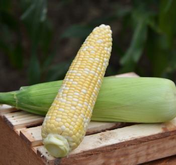 КАМБЕРЛЭНД F1