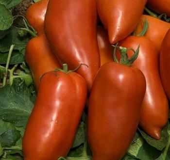 КОРНАБЕЛЬ F1