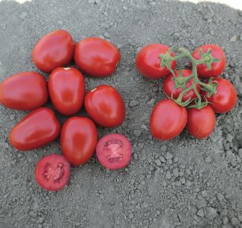 Фото нескольких плодов томата на фоне почвы