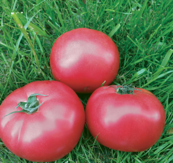 ПИНК КРИСТАЛ F1