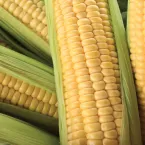 Кукуруза